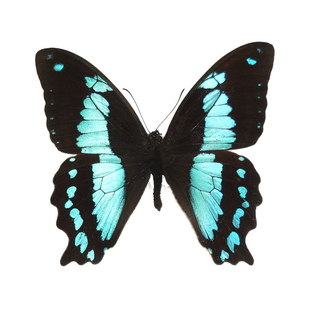 玉石德凤蝶真蝴蝶标本未展翅原蝶A1 翠绿色蝴蝶手工diy收藏教具