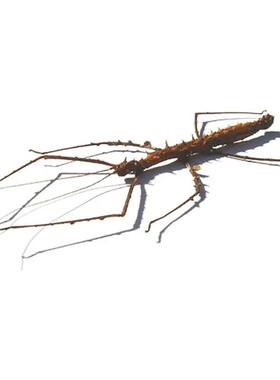 魔鬼竹节虫 stheneboea repudiosa 未整姿原虫 A1/A-