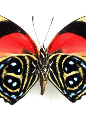 Callicore Maimuna  半红图蛱蝶 A004 未整姿原蝶标本