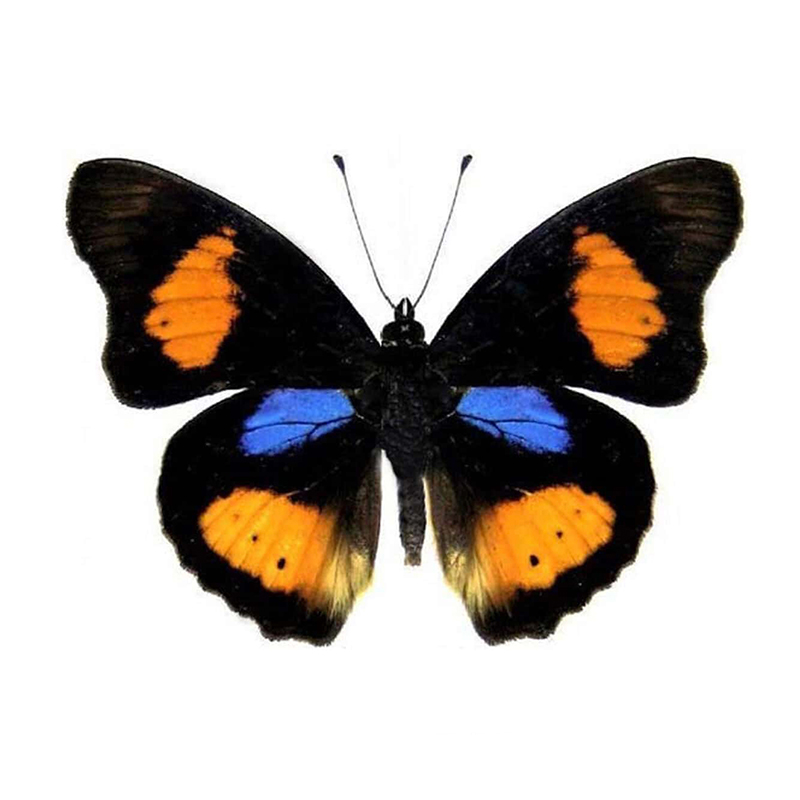 维斯特曼斑蛱蝶真蝴蝶标本