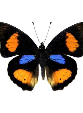 Precis westermanni  维斯特曼斑蛱蝶 真蝴蝶标本未展翅原蝶