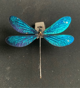 Atrocalopteryx atrata 暗溪色蟌 真蜻蜓昆虫标本 黑色豆娘A1/A-