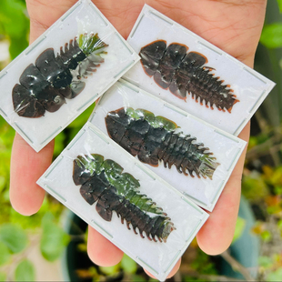 三叶虫红萤 进口真昆虫标本未整姿原虫 Platerodrilus sp A1/A-