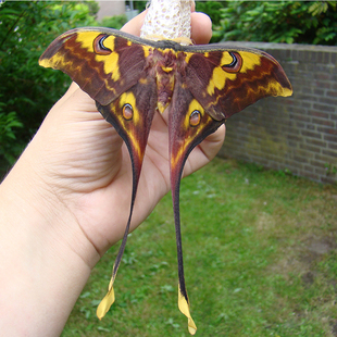 巨尾大蚕蛾 Actias isis Sulawesi 未整姿原蝶进口真蝴蝶标本