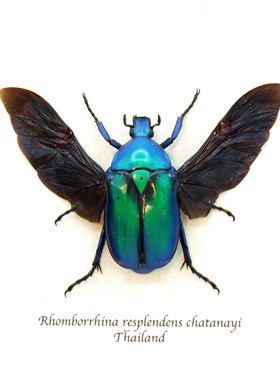 丽罗花金龟（蓝绿色）Rhomborrhina resplendens 未整姿原虫 G019