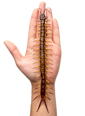 秘鲁黑背蜈蚣 真昆虫标本未整姿原虫 Scolopendra gigantea A1/A-