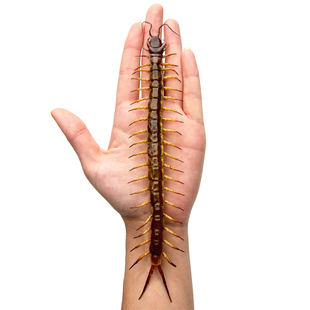 秘鲁黑背蜈蚣 真昆虫标本未整姿原虫 Scolopendra gigantea A1/A-