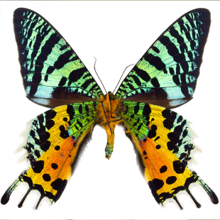 太阳蛾月亮蛾未展翅原蝶日月同辉chrysiridia madagascariensisA1