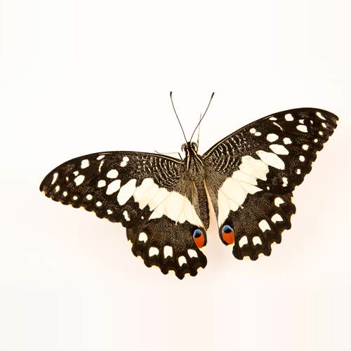 达摩凤蝶Papilio demoleus malayanus G027 未整姿原蝶真蝴蝶标本