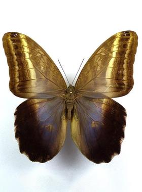 曲带猫头鹰环蝶 Caligo oedipus 未展翅原蝶 C015