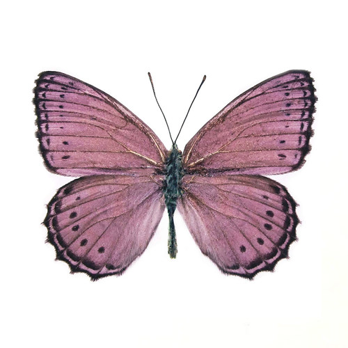 真蝴蝶标本未展翅原蝶紫星蛱蝶