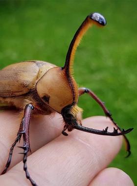 斯巴达竖角兜 Golofa spatha  进口真昆虫标本未整姿原虫 A1/A-