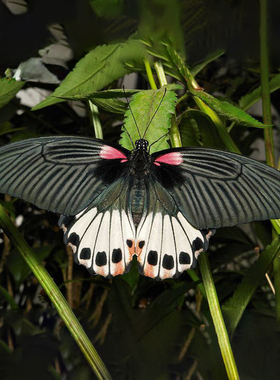 美凤蝶 进口真蝴蝶标本未展翅原蝶 Papilio memnon A1/A-