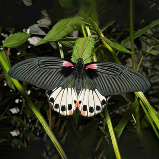 美凤蝶 进口真蝴蝶标本未展翅原蝶 Papilio memnon A1/A-