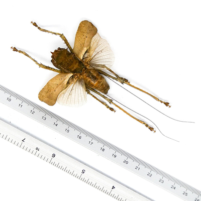 短翼天狗螽 Lesina ensifera 未整姿原虫 J001