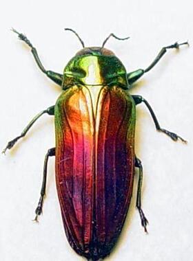 摩罗红绿吉丁虫(紫色） Belionota sumptuosa E002未整姿昆虫标本