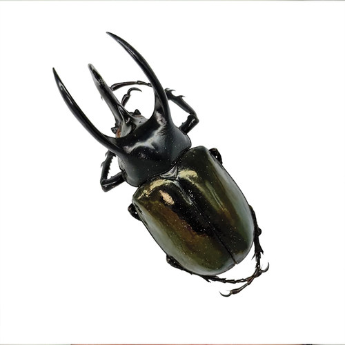 南洋大兜虫 Chalcosoma Atlas Keyboh 未整姿原虫真昆虫标本