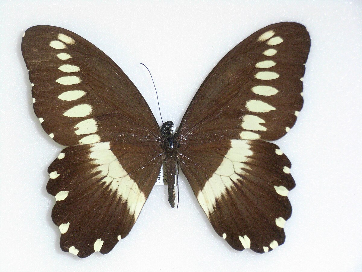 Papilio gallienus 鸡冠德凤蝶 F025 未展翅原蝶