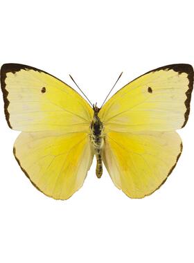 Phoebis Statira 淡黄菲粉蝶 未整姿原蝶 未展翅原蝶 A1/A-