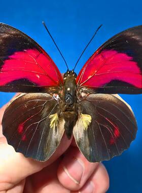 玫瑰彩袄蛱蝶 Agrias Claudina   G002 未展翅原蝶