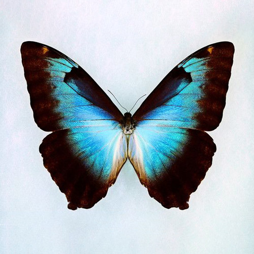Morpho Cisseis Phanodemus 月神闪蝶大太阳亚种A1 蓝 真蝴蝶标本