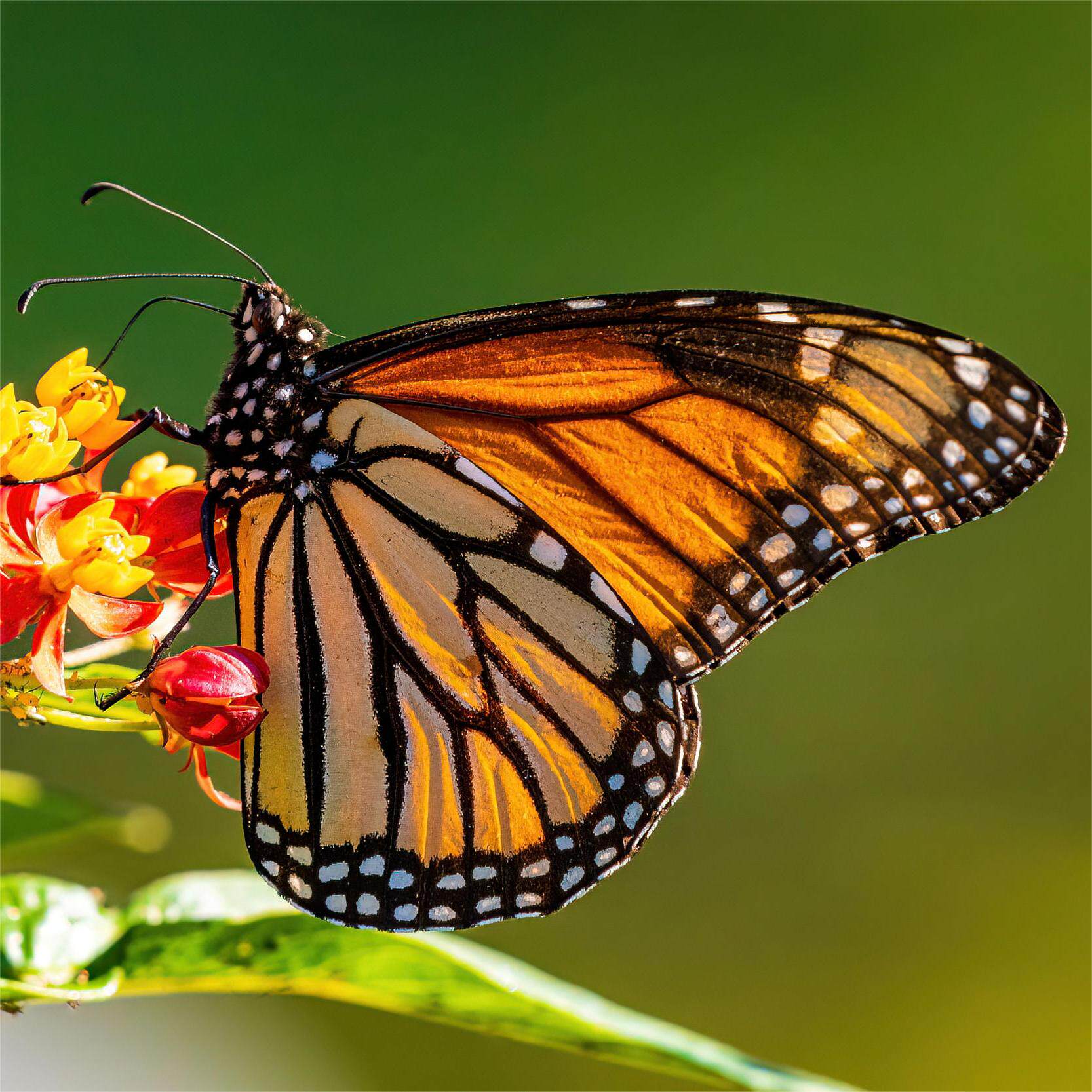 Danaus plexippus  君主斑蝶  进口真蝴蝶标本未展翅原蝶A1/A-