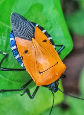 红色人面盾春蝽 Catacanthus incarnatus G025未整姿原虫 A1/A-