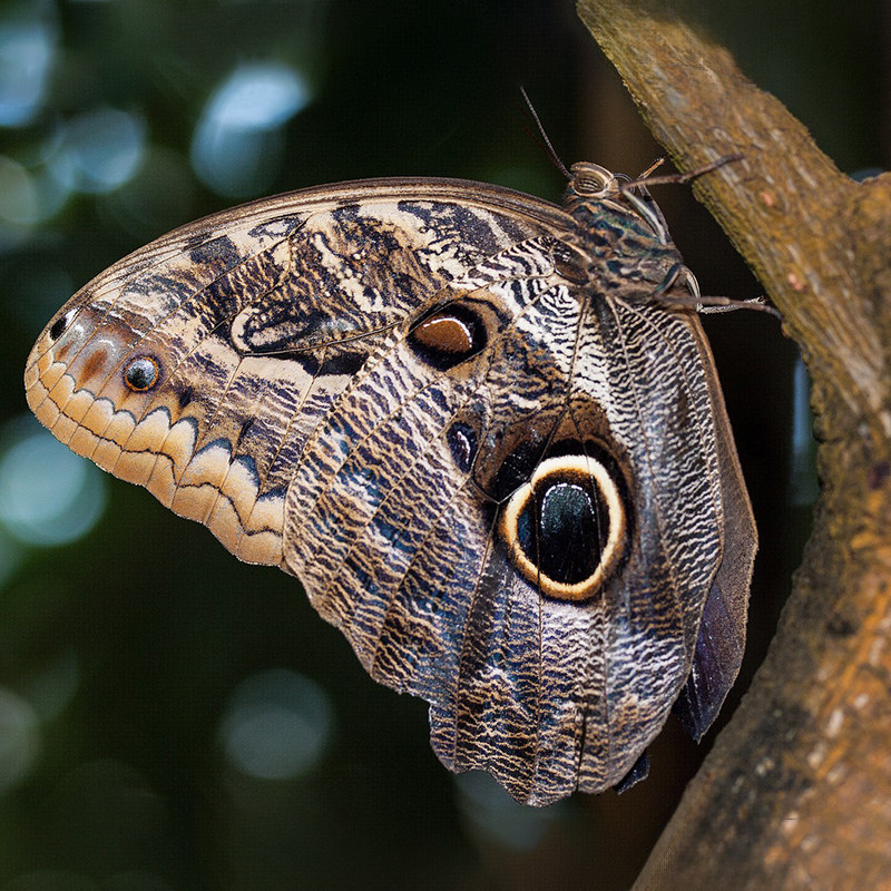 Caligo 猫头鹰环蝶 进口真蝴蝶标本 未展翅原蝶A1/A-