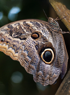 Caligo 猫头鹰环蝶 进口真蝴蝶标本 未展翅原蝶A1/A-
