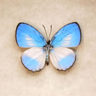 Jamides euchylas 优雅灰蝶（天空蓝灰蝶） F019 未展翅原蝶