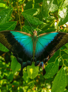 papilio pericles 蓝月翠凤蝶  进口真蝴蝶标本未展翅原蝶 A1/A-