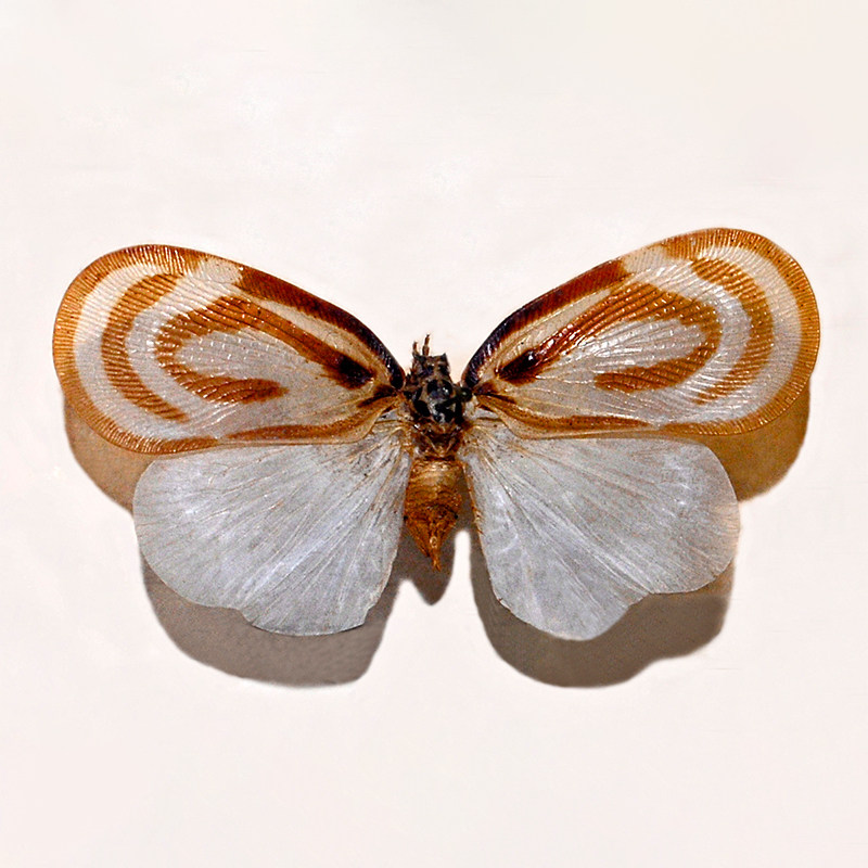 Bythopsyrna circulata 漩涡飞蛾 未展翅原虫 未整姿原蝶 E013