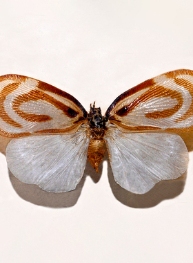 Bythopsyrna circulata 漩涡飞蛾 未展翅原虫 未整姿原蝶 E013