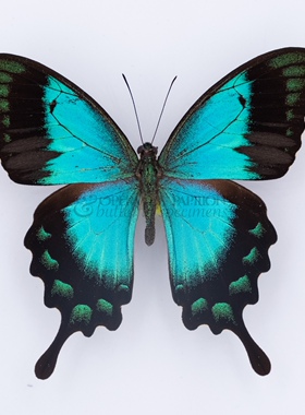 五斑翠凤蝶进口真蝴蝶标本原蝶Papilio lorquinianus albertisiA1