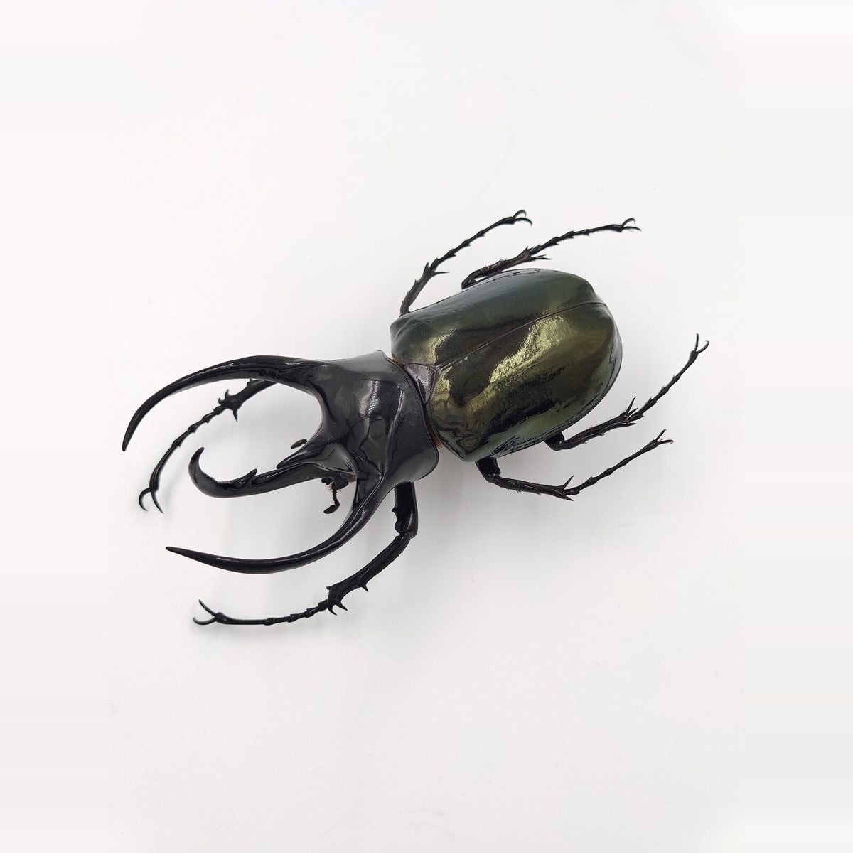 高卡萨斯南洋大兜 Chalcosoma Caucasus 未整姿原虫 真昆虫标本
