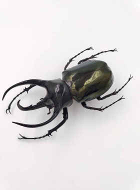 高卡萨斯南洋大兜 Chalcosoma Caucasus 未整姿原虫 真昆虫标本
