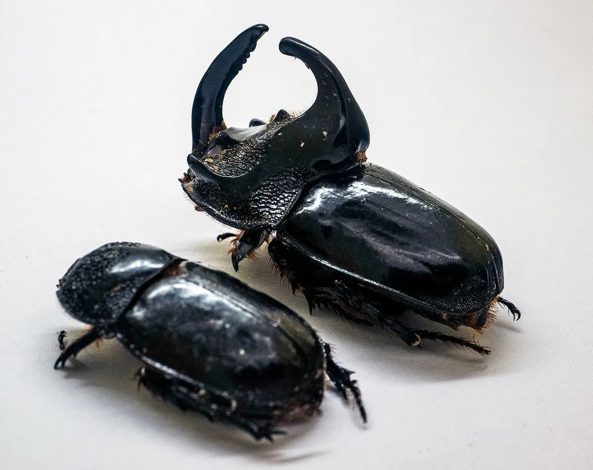 马来心酸小兜（大）Trichogomphus simson 未整姿原虫 E005