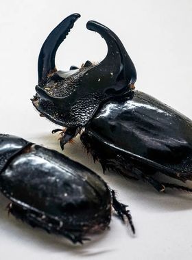 马来心酸小兜（大）Trichogomphus simson 未整姿原虫 E005