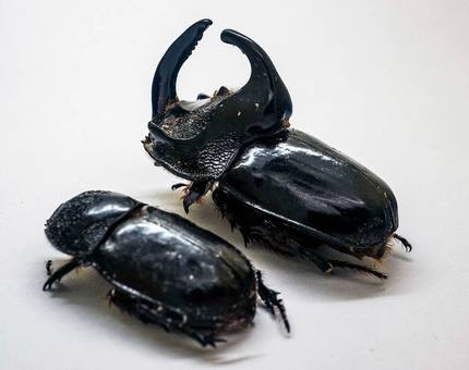 马来心酸小兜（大）Trichogomphus simson 真昆虫标本未整姿原虫