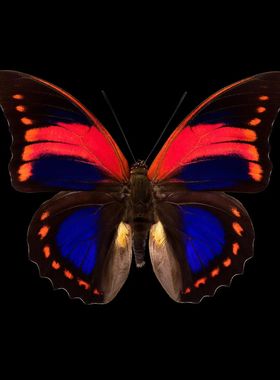 赤靴蛱蝶 Prepona Praeneste G002 未展翅原蝶