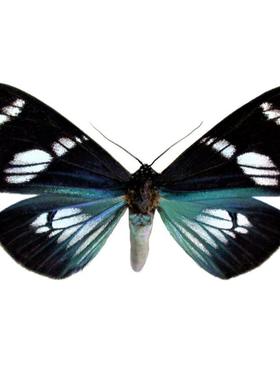 Hypocrita-Plagifera 南美日行蛾 A1/A- K013 未展翅标本原蝶