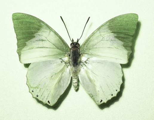 淡绿无螯蛱蝶charaxes subornatus未展翅绿色真蝴蝶标本原蝶 C022