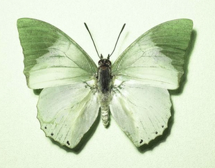 淡绿无螯蛱蝶charaxes C022 subornatus未展翅绿色真蝴蝶标本原蝶