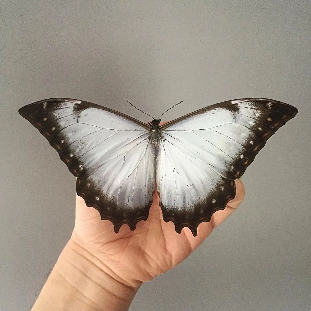 花冠闪蝶Morpho theseus juturna  A007C001C018未整姿原蝶