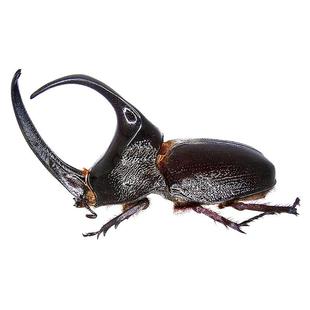 潘恩大兜虫 Enema pan male 未整姿原虫 A1/A-