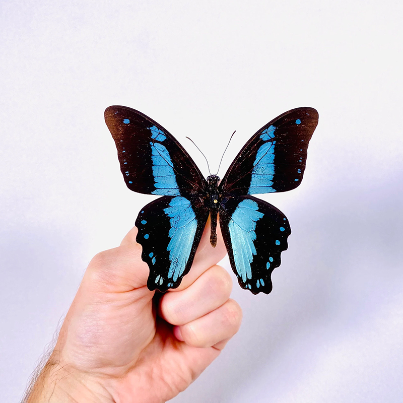 玉石德凤蝶Papilio bromius bromius 未展翅标本原蝶 三角包发出