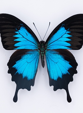 天堂凤蝶 Papilio Ulysses A1/A- 真蝴蝶标本未展翅原蝶