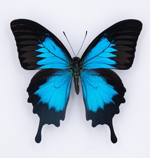天堂凤蝶 Papilio Ulysses A1/A- 真蝴蝶标本未展翅原蝶