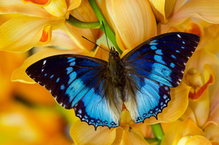 F020 绿宝石螯蛱蝶 未展翅原蝶 smaragdalis Charaxes