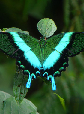 爱神凤蝶Papilio Blumei 进口真蝴蝶标本未展翅原蝶摄影道具A1